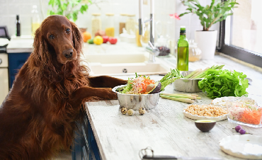 Is feeding your dog homemade food a good idea?