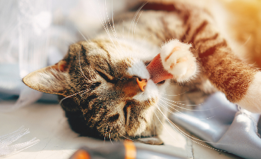 How often should you feed your cat?