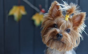 How to Choose the Right Food for Yorkies? Everything you need to know!