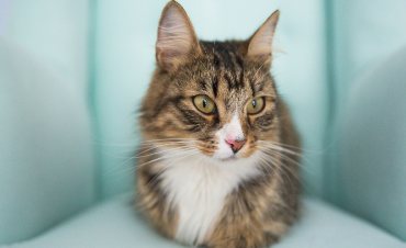 What a cat should and shouldn't eat? We suggest!