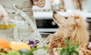 Fat: Types and Its Role in a Dog's Diet