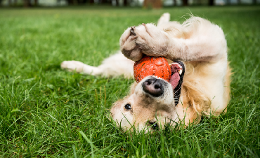 Choosing toys for your puppy