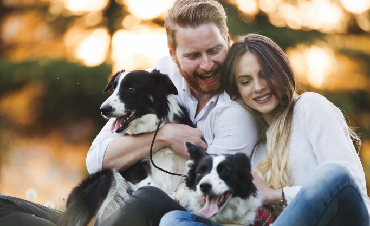 Two dogs at home—double the happiness?