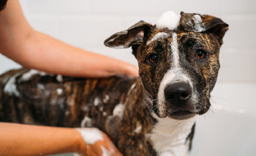 Skin Conditions in Dogs - How to Deal with Them? 