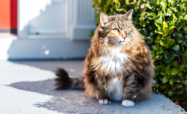 Combating Obesity in Dogs and Cats. Take care of your pet's health!