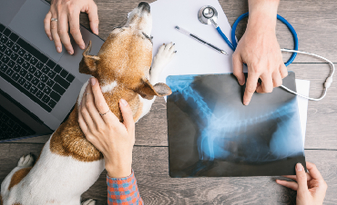 How to Care for Your Dog's Joints?