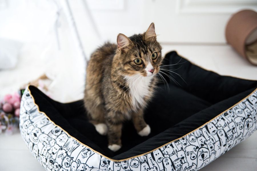 Gather everything you need for your new kitten! What accessories should I choose??