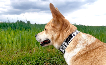 Buying supplies for your dog – what should you keep in mind?