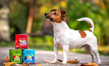 Wet food—a healthy choice for your pet
