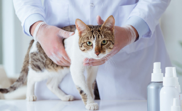 Parasites in dogs and cats