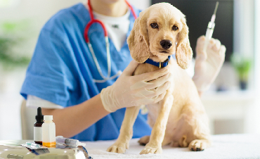 Vaccinations for dogs and cats