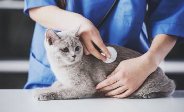 What should a cat's diet look like after spaying or neutering?