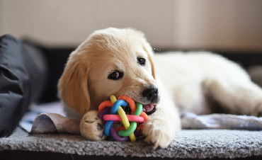 A Puppy at Home: A Guide for New Owners