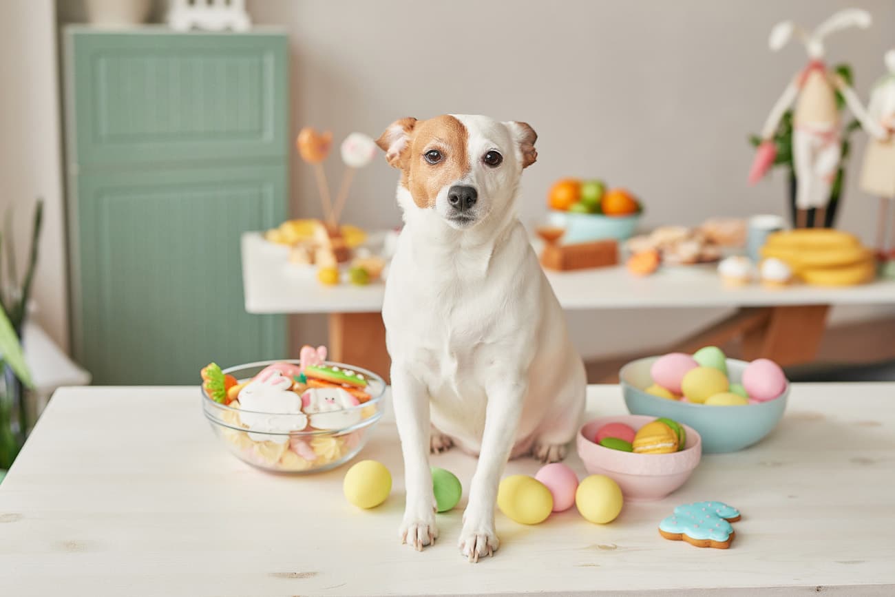 What foods should you avoid feeding your dog?