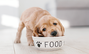 Do you know how much food your pet needs?
