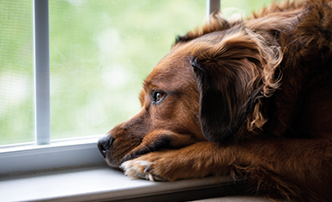 Could your pet be suffering from depression?