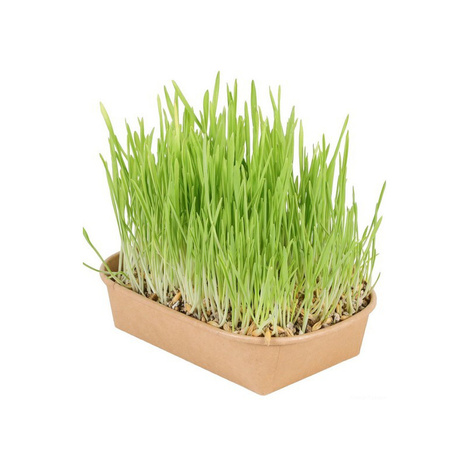 ZOLUX Cat Detox Grass for Home Growing