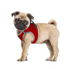CHABA Protect Dog Harness, Bright Red, L
