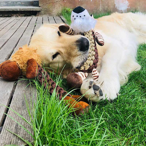 DUVO+ Tiger Tug-of-War Dog Toy Ring