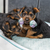 Trixie Junior Dog Toy: Rope Dumbbell, 15 cm