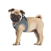 CHABA Protect Dog Harness, Fashionable Gray, Size S