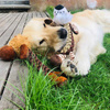 DUVO+ Tiger Tug-of-War Dog Toy Ring