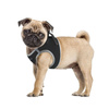 CHABA Protect Classic Black Dog Harness, Size S